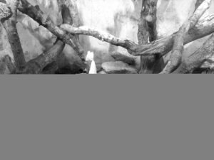 Komodo dragons at Jersey zoo A pair of komodo dragons in an enclosure at Jersey Zoo