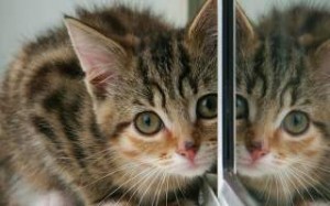 A kitten by a mirror.