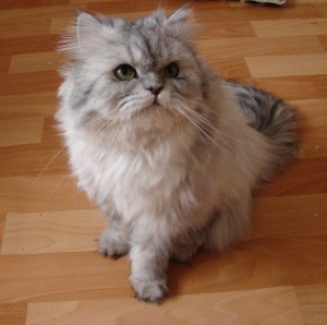 A Persian cat.