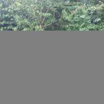 "Turn right here", my GPSr advised, to my horror