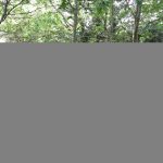 It wasn't as overgrown as I'd thought, until I got close to the fence