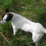 Timmy Troma, the dog we accidentally kidnapped