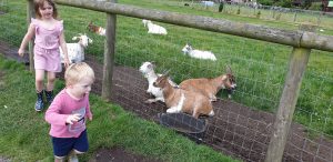 John runs past the goats #2.