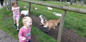 John runs past the goats #1.