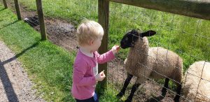 John feeds a sheep #1.