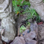 Muddy shoes and legs.