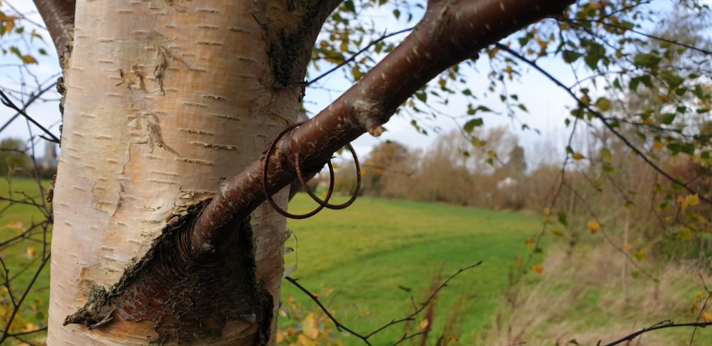 Presumed former site of geocache GC6K31Q - rings on a tree