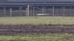 A hare in front of a solar farm