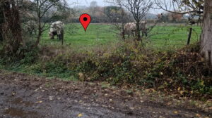 A view through a barbed-wire fence, flanked by trees, into a grassy field with three light brown bullocks. A map "pin" is superimposed indicating a point around 25 metres into the field.