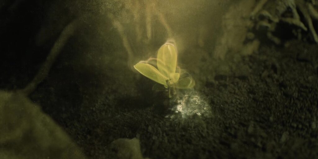 A seedling grows in harsh conditions.