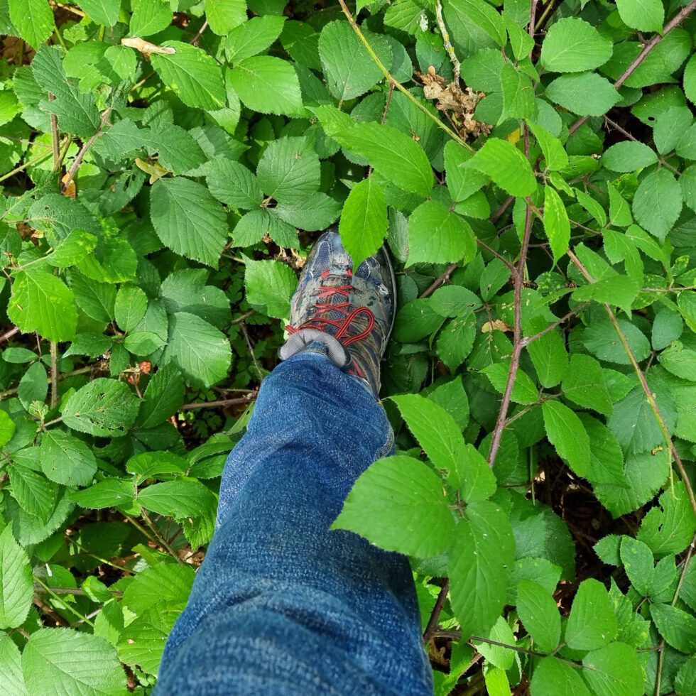 Boot stepping into long bramble undergrowth.