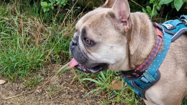 A French Bulldog on a grassy footpath looks out over a field, her tongue sticking out slightly.