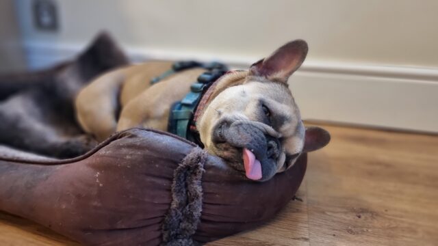 An about-to-fall-asleep French Bulldog lying on her side in a ragged fleece basket, her tongue sticking out.
