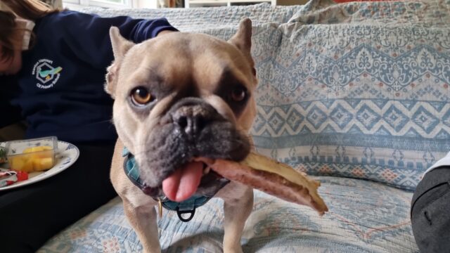 A champagne-coloured French Bulldog stands on a patterned throw. She has a chew toy sticking out of the side of her mouth in a manner reminiscient of a cigar, and her tongue hanging out of the other side of her mouth.