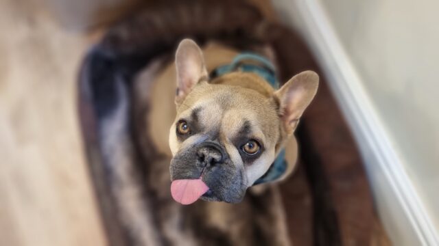 Exaggerated soft-focus photo of a sitting French Bulldog looking up from her basket, her tongue sticking out.