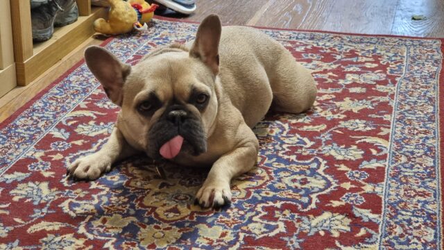 French Bulldog, her tongue sticking out, lying on a patterned rug on a wooden floor.