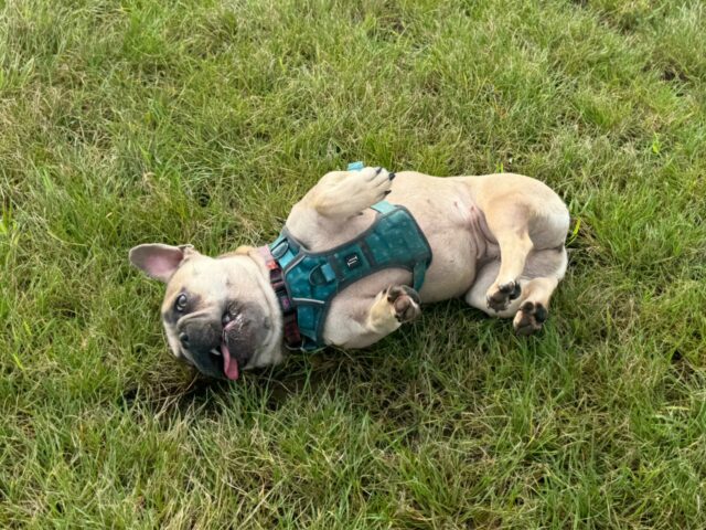 A derpy-looking French Bulldog rolls around in a grassy field, her tongue lolling out.