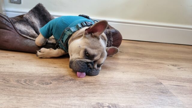 A French Bulldog wearing a teal jacket lies half-asleep, half-in a basket, tongue half-out of her mouth (and half-on the floor).