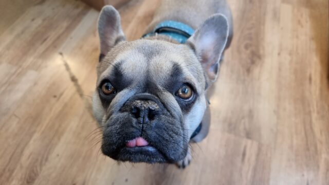 A French Bulldog, her tongue slightly out, looks up with interest in her eyes from a spot on a laminate wooden floor.