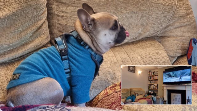 A French Bulldog sits on a sofa looking up, with her tongue sticking out. An inset picture provides a wider view, showing that she's looking at a television screen showing a scene from The Fellowship of The Ring with a horse in it.