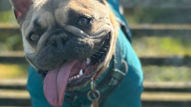 Close-up of a French bulldog, her tongue hanging completely out and her head cocked to the side, as she stands on a park bench.