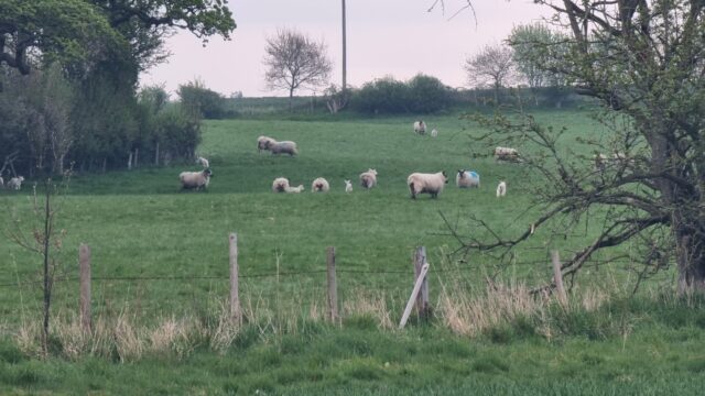 A field of sheep in early morning light.