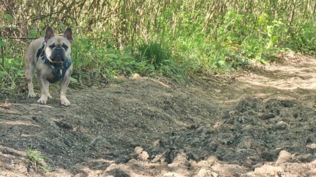 A champagne-coloured French Bulldog stands alongside severely furrowed and pitted ground on a dry earth path through a forest.