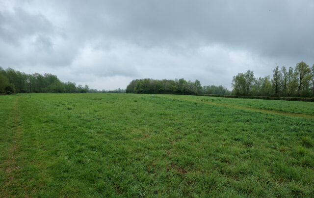 Grassy meadow between small forests.