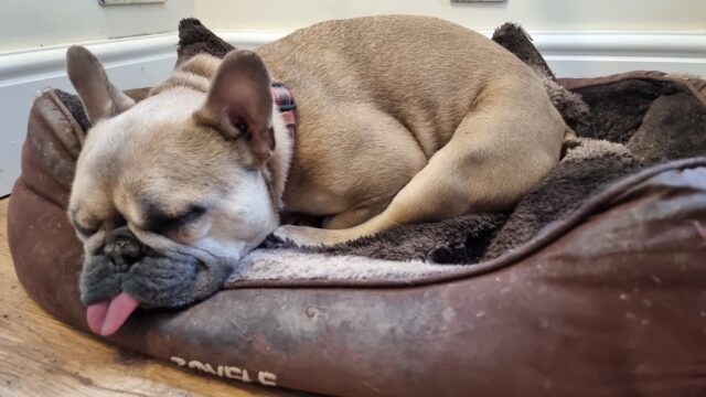 Sleeping French Bulldog.
