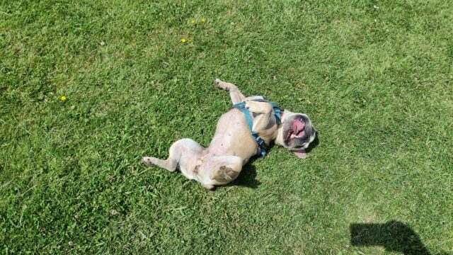 A French Bulldog happily rolls around on her back in lush green grass.