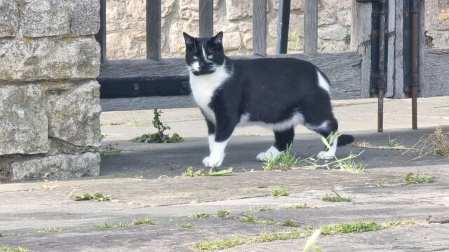 A black and white cat stands on flagstones before a wooden gate.