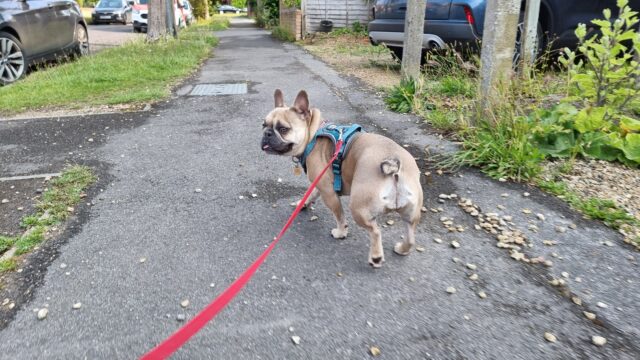 A French Bulldog on a long red lead walks along a residential footpath.