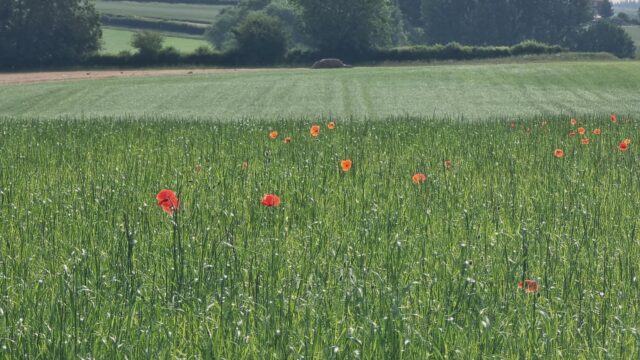 Tall red poppies peep over young corn in a long field.