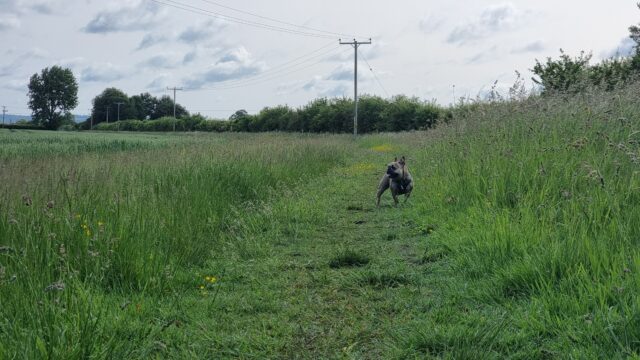 A French Bulldog explores an open field.