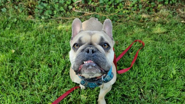 A champagne-coloured French Bulldog sits on grass, looking intently at something just behind the camera.