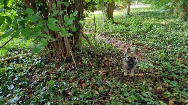A French Bulldog stands alongside a short gnarly tree in a lightly-wooded copse.