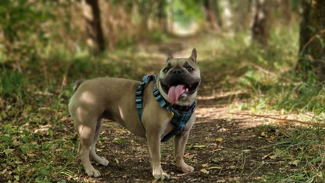 A French Bulldog on a forested path, panting happily.