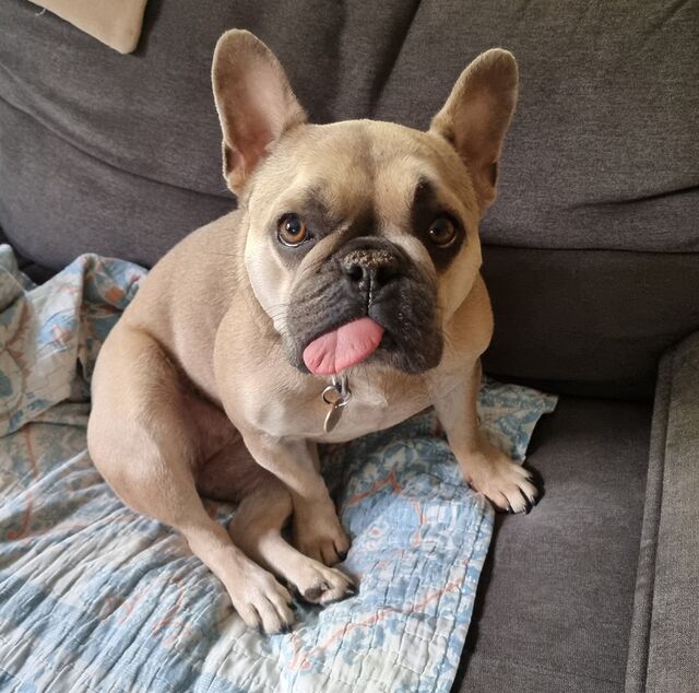 A champagne-coloured French bulldog sits askew on a blue blanket atop a grey sofa, her tongue sticking out and to the side, as she looks at the photographer.