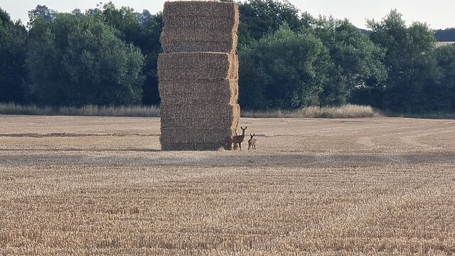 A doe and her fawn stand alert in a harvested grain field, alongside a tower of cuboid hay bales, in the light of a summer morning.
