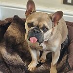 A champagne-coloured French Bulldog sits with her tongue sticking out.