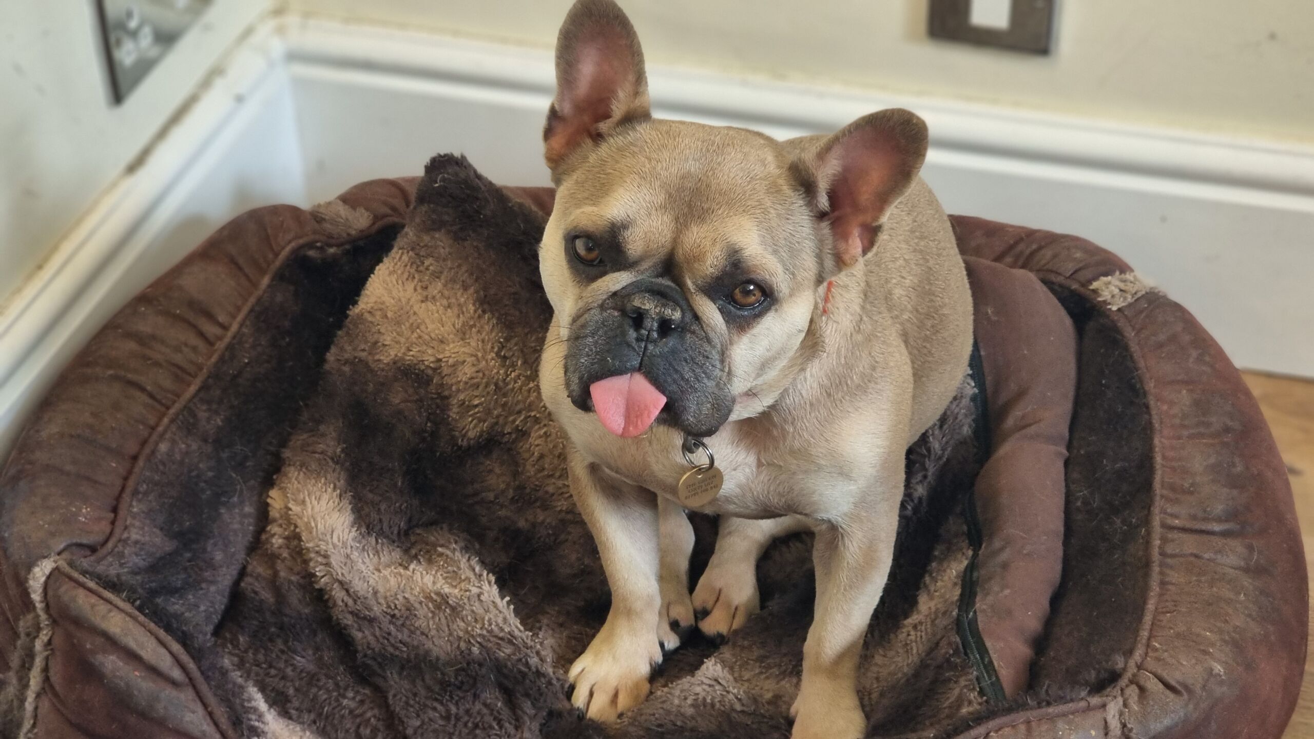 Larger image: a champagne-coloured French Bulldog sits in a basket in the corner, with her tongue sticking out.