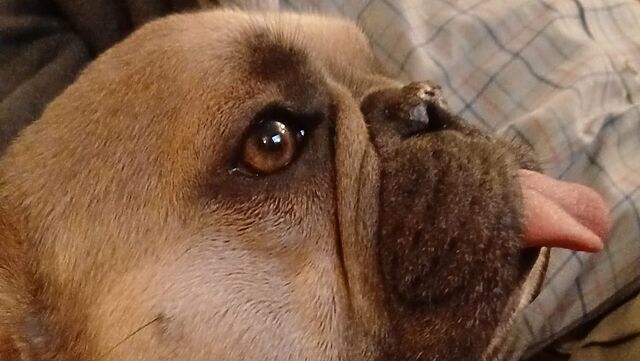 A French Bulldog wearing a teal jumper sits on a sofa, intently watching something out of frame. Her tongue is out, of course.