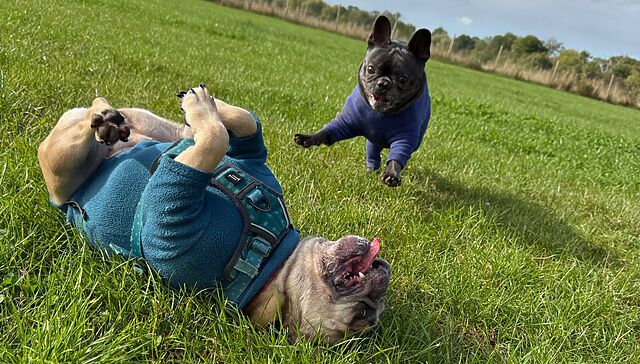 A pair of jumper-wearing French Bulldogs at play in a grassy meadow. The black one is pouncing the champagne one, who is lying on her back with her tongue sticking out.