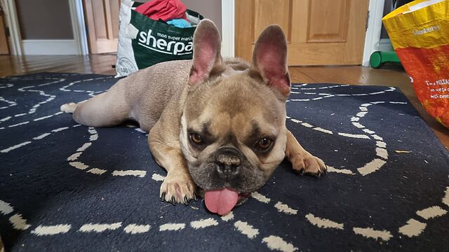 A champagne-coloured French Bulldog lies on a rug, with her tongue sticking out almost enough to touch the floor.