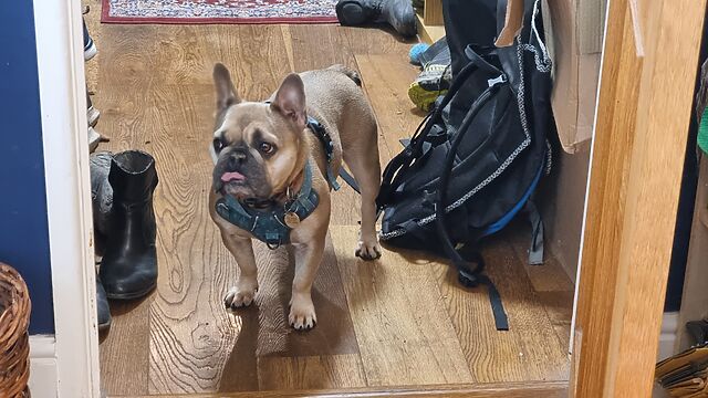 A French Bulldog wearing a harness stands in a cluttered hallway, looking sideways through an open door. Her tongue is sticking slightly out.
