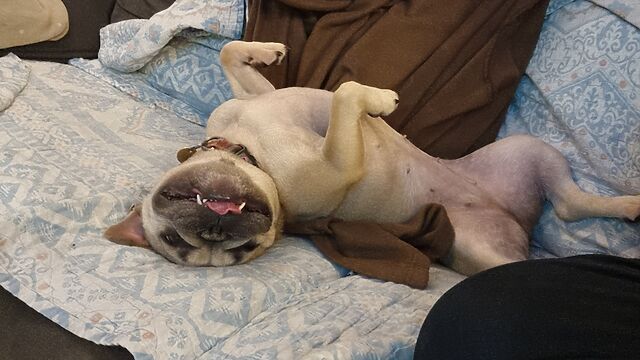 A champagne-coloured French Bulldog lies on her back on a sofa, spreading herself across two blankets and contorting her body into an uncomfortable-looking twist. Her eyes are mostly-closed, and her tongue is sticking-out from between a gap in her teeth in her otherwise-closed mouth.