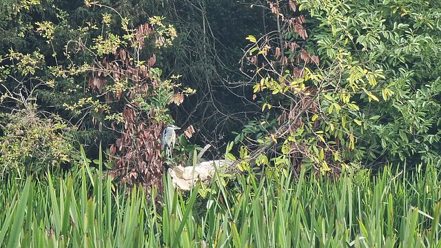 On a reedy riverbank, a heron perches on a log.