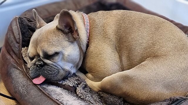 A sleeping French Bulldog, curled up in a soft basket with her legs tucked tidily underneath her head and body, with her tongue sticking out.