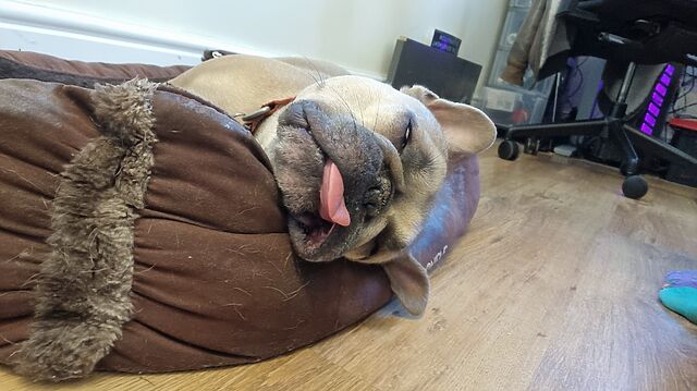 A champagne-coloured French Bulldog lies on her side in a basket, sound asleep, with her tongue sticking out.