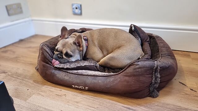 A champagne-coloured French Bulldog lies in a soft brown dog bed with her tongue fully out and also lying flat where she's resting her head.